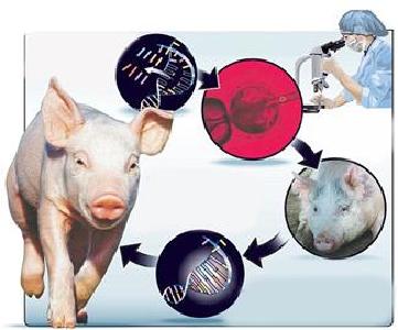 科学家首次培育出人猪嵌合体胚胎 并在猪体内发育了3到4周