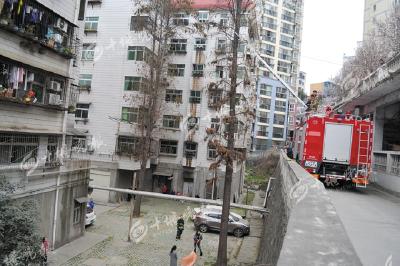 小猫被困高树3天 见人喵喵求救