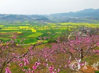 丹江口习家店十里桃花盛开醉游人