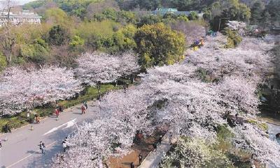 武大预约赏樱首日迎客1.5万 航拍+直播网友大呼震撼