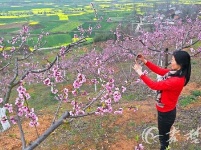 丹江口习家店十里桃花盛开醉游人