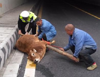 惊险!黄牛隧道口跌下差点砸中飞驰轿车 事发郧十高速