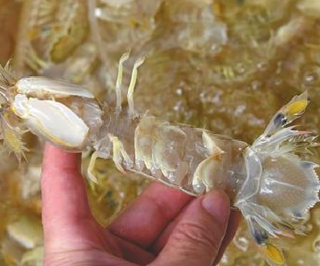 人为注胶让皮皮虾增重？专家辟谣:那是虾黄和虾膏