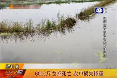 湖北农户40亩田小龙虾一夜间全死光 死虾接近6000斤