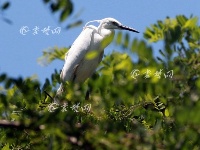 丹江口库区“鸟岛”:栖息鸟类逾万只