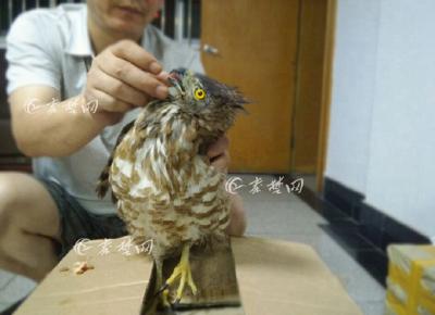 凤头鹰深夜被困十堰一小区   居民出手相救