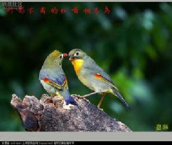 稀奇了！学校给鸟儿建“厕所”