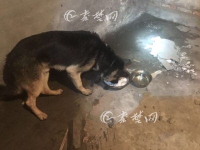 走失德牧犬把派出所当“家” 民警用微博帮其找到主人