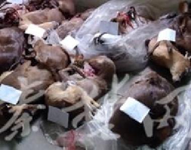 两男子私设电网捕猎野生动物 民警暗中走访一举查获