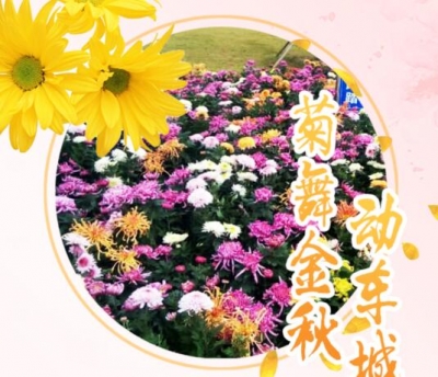​直播预告|2017年菊花花会今日四方山生态公园开展