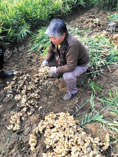 “郧阳区白桑关生姜待售”续 小蜜蜂电商订购5000斤生姜