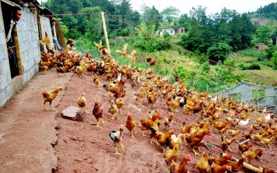 养鸡场着火 路太窄消防车无法靠近 消防员狂奔200米提水灭火