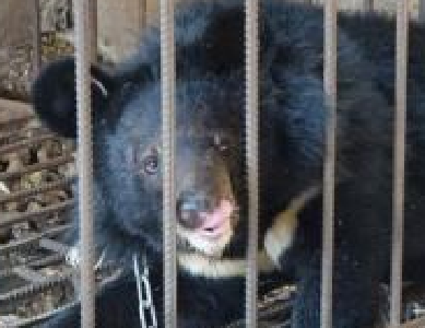 云南一村民误把黑熊当狗养了3年 发现后被没收