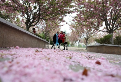 湖北工业职院下“樱花雪” 市民争相拍照留念