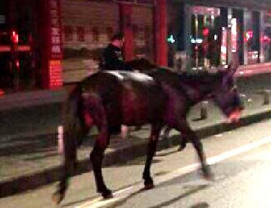 十堰街头骡子溜街还偷吃 民警临时客串饲养员