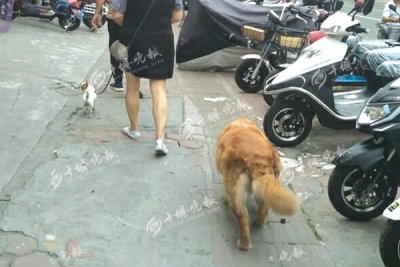触目惊心！去年十堰1.8万人被宠物所伤 养狗的人都看看吧！