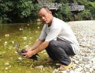 “鸟中大熊猫”再次现身十堰！快来看看长啥样？