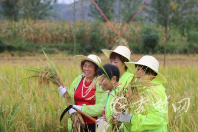 郧阳安阳香稻收割节来啦，你还记得儿时割水稻的姿势吗？