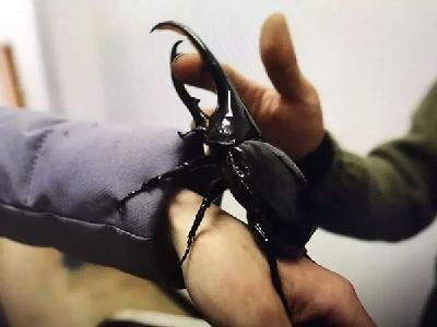 漂亮女友不要了！小伙躲进深山养殖3万只宠物甲虫