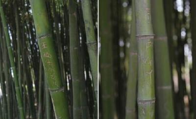 十堰人民公园竹子被刻上不少字 景区呼吁游客手下留情