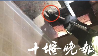 吊顶哗啦哗啦响，原来30只蝙蝠在十堰居民家中筑了窝