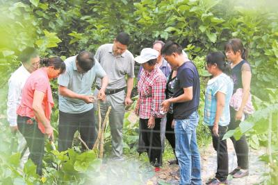 郧阳区：桑蚕种养走新路 小桑蚕“吐出”大产业