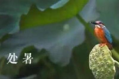 处暑过后天气渐凉！今明两天十堰天气有点舒服
