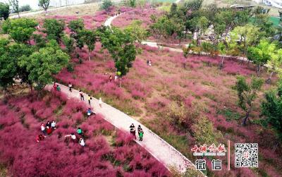 惊艳！十堰这里惊现一大片粉红花海！只存在2个月，免费！