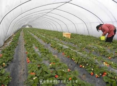 香香甜甜！习家店镇草莓等你来摘