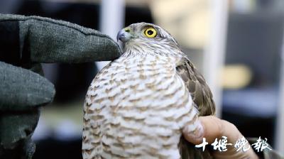 嘭！松雀鹰一头撞上玻璃，获救后将放生