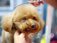 快过年了，宠物狗也扎堆“洗剪吹”
