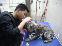 快过年了，宠物狗也扎堆“洗剪吹”
