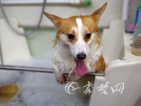快过年了，宠物狗也扎堆“洗剪吹”