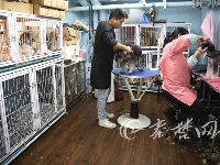 快过年了，宠物狗也扎堆“洗剪吹”