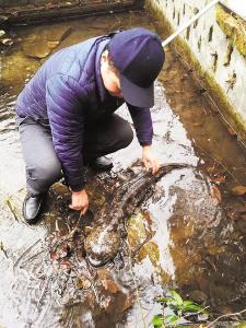  男子十堰大山里建起湖北首个娃娃鱼院士工作站