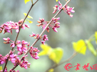 十堰“小江南”：烟雨空蒙吟春色