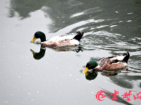 十堰“小江南”：烟雨空蒙吟春色