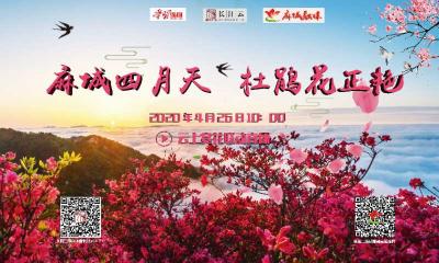 直播｜云游湖北 不负春光！麻城四月天 杜鹃花正艳
