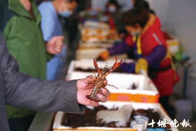 十堰小龙虾销量价格双下降