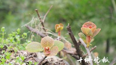 “发现十堰之美”系列报道①溯溪百龙潭 探幽“桃花源”