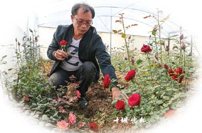 辞去钢厂高薪工作 郧阳小伙返乡种玫瑰成就芳香事业