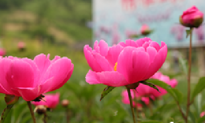 全部免费！千亩芍药、500亩油牡丹花开成海… 周末约起