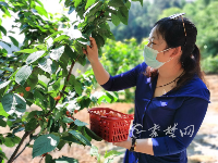 树高不到1米，你见过这样的樱桃树吗？