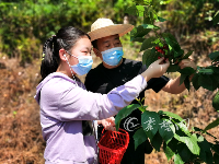 树高不到1米，你见过这样的樱桃树吗？