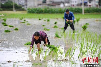 祭车神、吃野菜、面饼 ……这些小满习俗你知道吗？