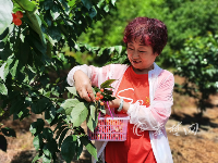 树高不到1米，你见过这样的樱桃树吗？