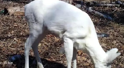 中国发现罕见野生动物 专家：在古代被视为“神物”