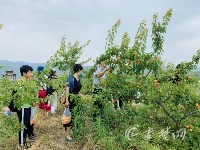 十堰：水果基地丰收采摘忙 