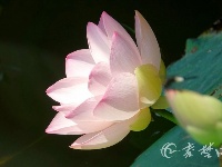 赏荷花观白鹭，十堰这个地方美醉了