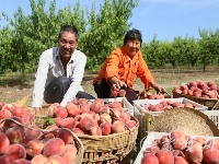 十堰：水果基地丰收采摘忙 